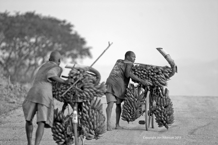 Bananas being taken to market on bicyles Kenya
